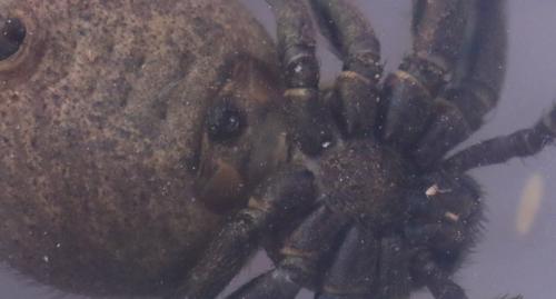 Xysticus sp.